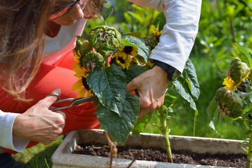 Close-up of planting bed showing potential issue