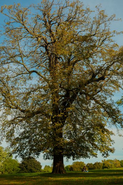 An expansive garden scene featuring a large, mature tree with a thick, textured trunk and sprawling branches reaching high into a clear blue sky. The tree's leaves are a mix of green and golden tones,