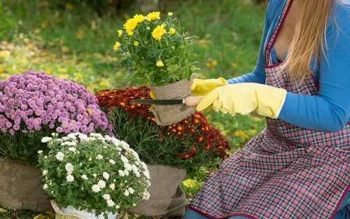 Seasonal flowers in a well-maintained garden